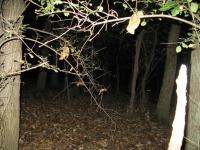 Chicago Ghost Hunters Group investigates Robinson Woods (124).JPG